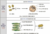 [최신연구] 클레이좀 : 피부 저-자극성 유도 위한 피부 친환경 다공성 점토 이용한 바이오인캡슐레이션