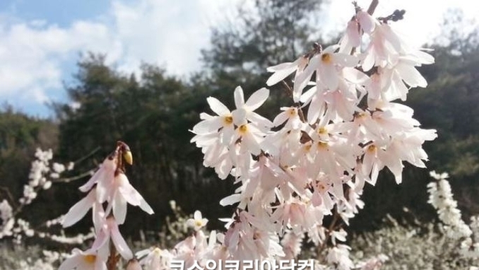 충북산림바이오센터, '미선나무 캘러스 추출물' 화장품 등 기능성 원료 가능성 확인