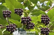 엘파운더, 황칠나무 열매 유래 '탈모개선 조성물' 특허출원