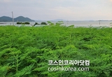 전라남도산림연구원, '모링가나무 뿌리' 화장품원료집 KCID, ICID 동시 등록