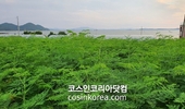 전라남도산림연구원, '모링가나무 뿌리' 화장품원료집 KCID, ICID 동시 등록