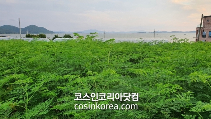 전라남도산림연구원, '모링가나무 뿌리' 화장품원료집 KCID, ICID 동시 등록