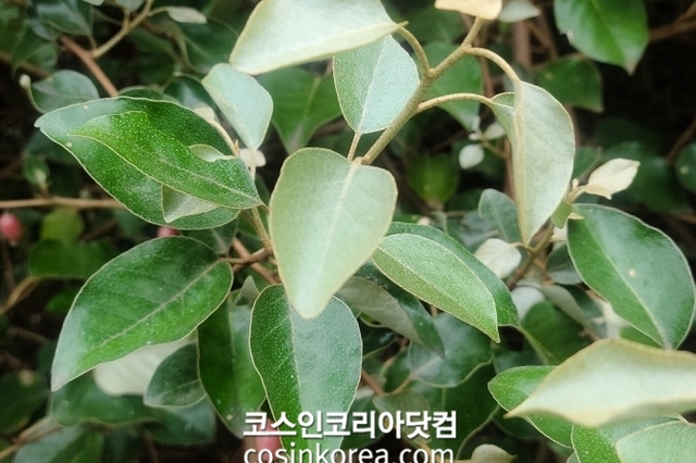 국내 자생 보리밥나무, 탈모예방 효과 확인