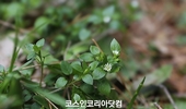 코스메카코리아, 자생식물 ‘별꽃’ 활용 차세대 화장품 소재 개발 착수