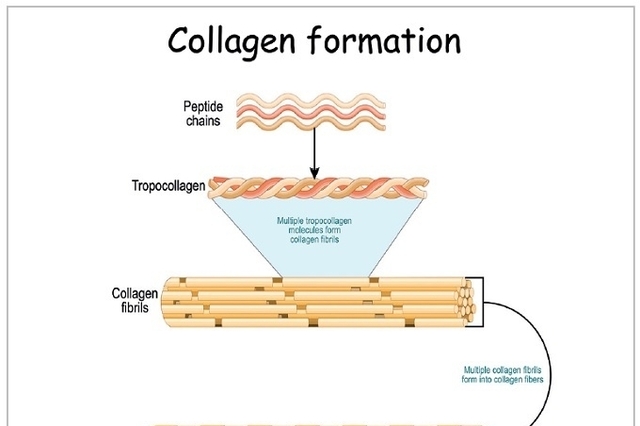 천연 콜라겐, 삼중 나선형 α-사슬 구조의 비밀