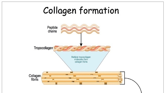 천연 콜라겐, 삼중 나선형 α-사슬 구조의 비밀