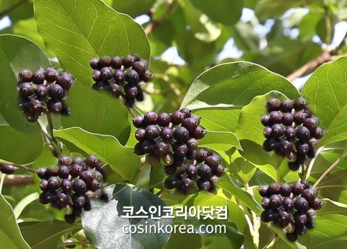 엘파운더, 황칠나무 열매 유래 '탈모개선 조성물' 특허출원