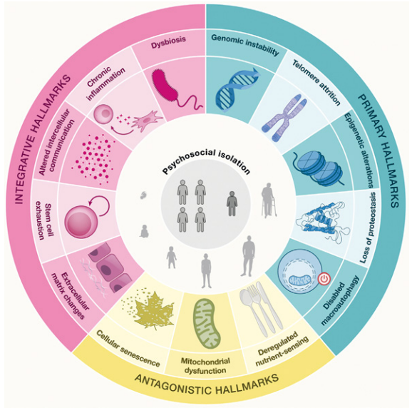 CJK 2025년 11월호 [퍼스널케어] Givaudan Active Beauty, ‘피부 장수 디코딩’ 통해 노화와 화장품 혁신의 새로운 패러다임 제시